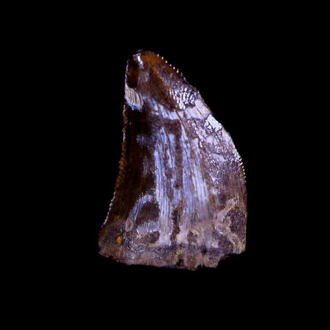 0.4" Nanotyrannus Tyrannosaurus Fossil Tooth Dinosaur Hell Creek MT COA Display - Fossil Age Minerals