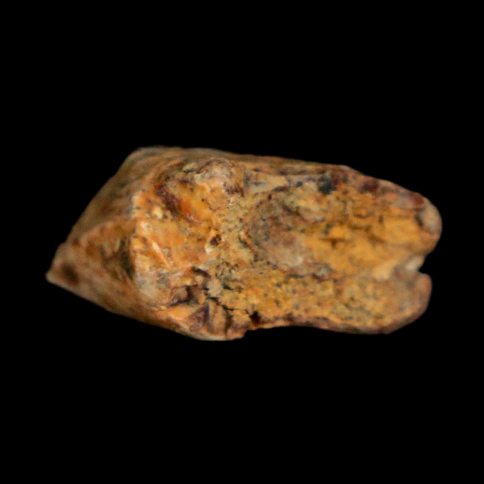 0.8" Tyrannosaurus Rex Fossil Tooth Section Lance Creek Cretaceous Dinosaur WY COA