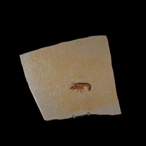 2.4" Eryma Fossil Lobster Upper Jurassic Age Solnhofen FM Germany Stand - Fossil Age Minerals