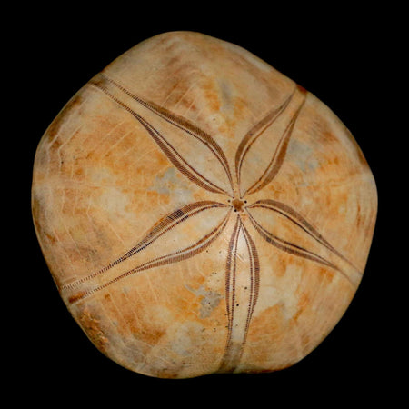 65MM Pygurus Marmonti Sea Urchin Fossil Sand Dollar Jurassic Age Madagascar