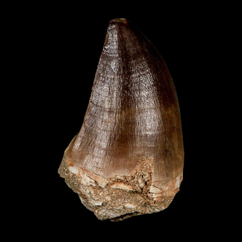 XL 2.3" Mosasaur Prognathodon Fossil Tooth Cretaceous Dinosaur Era COA & Stand