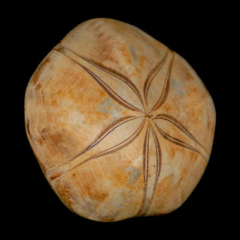 65MM Pygurus Marmonti Sea Urchin Fossil Sand Dollar Jurassic Age Madagascar - Fossil Age Minerals