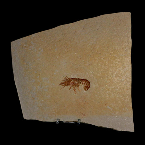 2.4" Eryma Fossil Lobster Upper Jurassic Age Solnhofen FM Germany Stand - Fossil Age Minerals