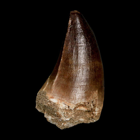 XL 2.3" Mosasaur Prognathodon Fossil Tooth Cretaceous Dinosaur Era COA & Stand