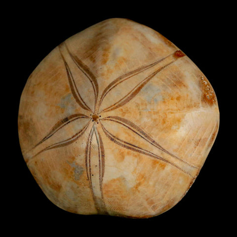 65MM Pygurus Marmonti Sea Urchin Fossil Sand Dollar Jurassic Age Madagascar - Fossil Age Minerals