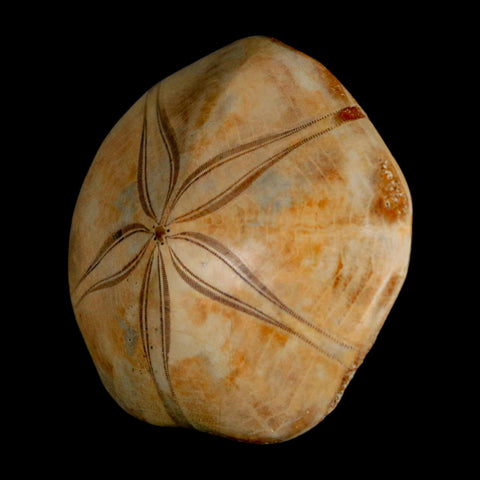 65MM Pygurus Marmonti Sea Urchin Fossil Sand Dollar Jurassic Age Madagascar - Fossil Age Minerals