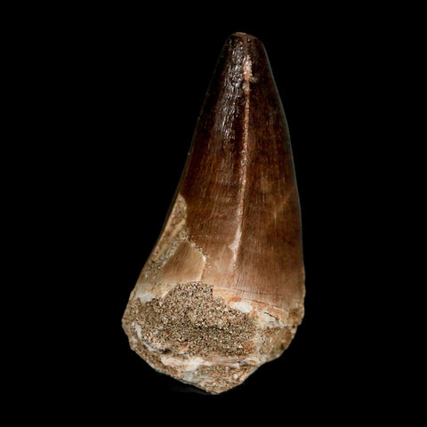 XL 2.3" Mosasaur Prognathodon Fossil Tooth Cretaceous Dinosaur Era COA & Stand