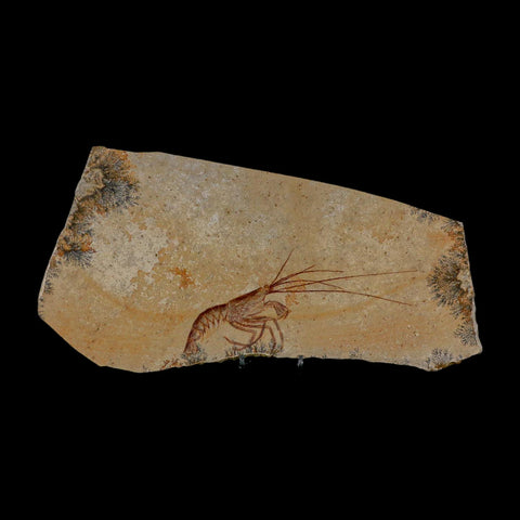 6.8" Mecochirus Fossil Lobster Upper Jurassic Age Solnhofen FM Germany Stand