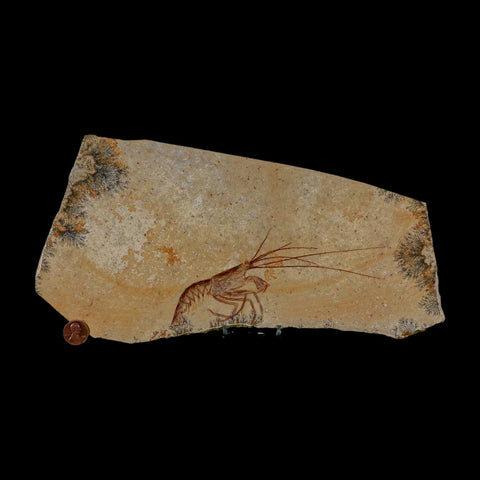 6.8" Mecochirus Fossil Lobster Upper Jurassic Age Solnhofen FM Germany Stand