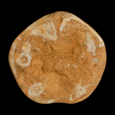 65MM Pygurus Marmonti Sea Urchin Fossil Sand Dollar Jurassic Age Madagascar - Fossil Age Minerals