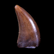 0.4" Nanotyrannus Tyrannosaurus Fossil Tooth Dinosaur Lance Creek WY COA Display