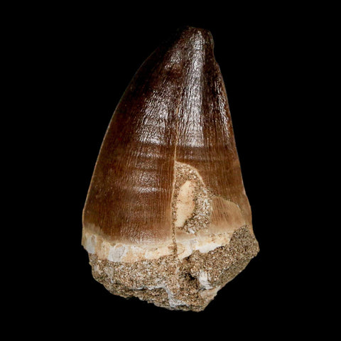 XL 2.3" Mosasaur Prognathodon Fossil Tooth Cretaceous Dinosaur Era COA & Stand