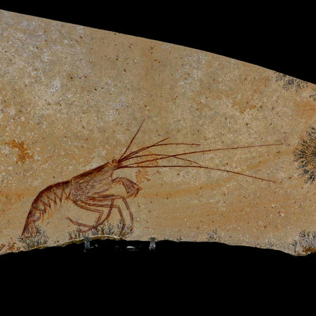 6.8" Mecochirus Fossil Lobster Upper Jurassic Age Solnhofen FM Germany Stand