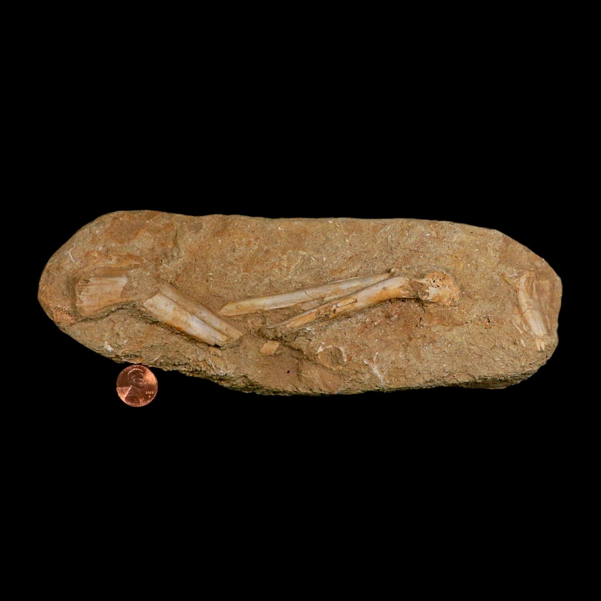 9" Pterosaur Tethydraco Regalis Fossil Bone Upper Cretaceous Morocco Stand COA