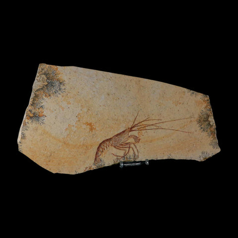 6.8" Mecochirus Fossil Lobster Upper Jurassic Age Solnhofen FM Germany Stand