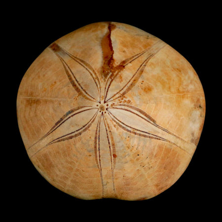61MM Pygurus Marmonti Sea Urchin Fossil Sand Dollar Jurassic Age Madagascar