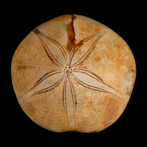 61MM Pygurus Marmonti Sea Urchin Fossil Sand Dollar Jurassic Age Madagascar - Fossil Age Minerals