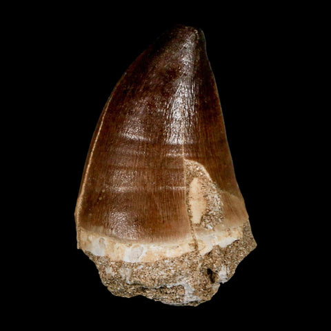 XL 2.3" Mosasaur Prognathodon Fossil Tooth Cretaceous Dinosaur Era COA & Stand