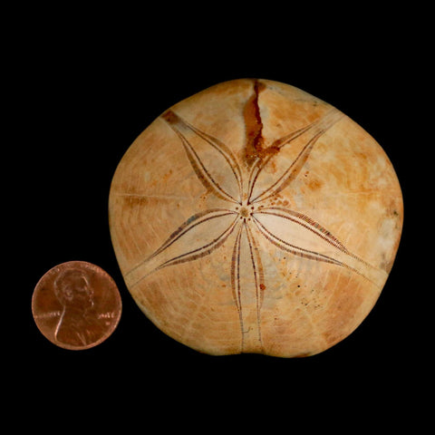 61MM Pygurus Marmonti Sea Urchin Fossil Sand Dollar Jurassic Age Madagascar - Fossil Age Minerals