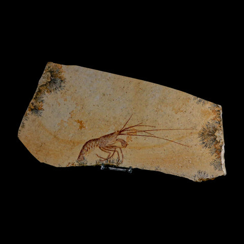 6.8" Mecochirus Fossil Lobster Upper Jurassic Age Solnhofen FM Germany Stand