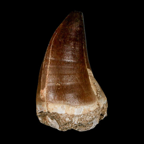 XL 2.3" Mosasaur Prognathodon Fossil Tooth Cretaceous Dinosaur Era COA & Stand