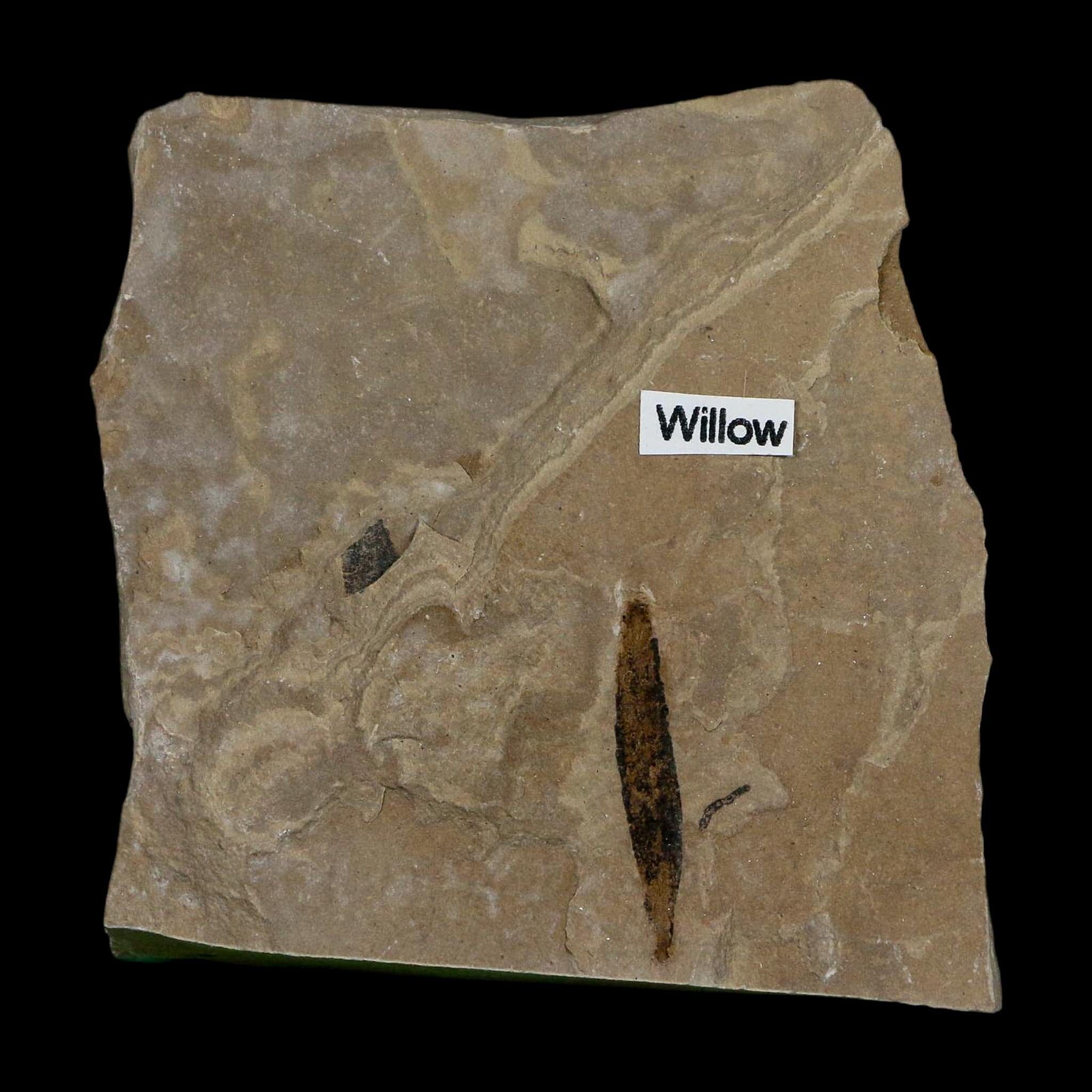 1" Detailed Salix Cockerelli Willow Fossil Plant Leaf Green River FM Eocene Age Utah - Fossil Age Minerals