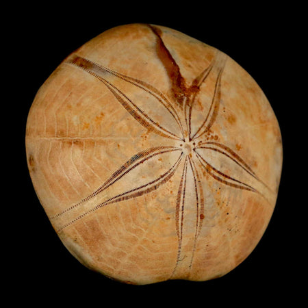 61MM Pygurus Marmonti Sea Urchin Fossil Sand Dollar Jurassic Age Madagascar