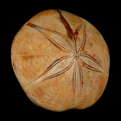 61MM Pygurus Marmonti Sea Urchin Fossil Sand Dollar Jurassic Age Madagascar - Fossil Age Minerals