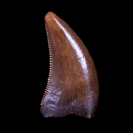 0.4" Nanotyrannus Tyrannosaurus Fossil Tooth Dinosaur Lance Creek WY COA Display