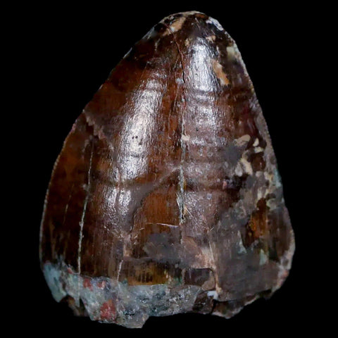 XL 1" Phytosaur Fossil Tooth Triassic Age Archosaur Redonda FM New Mexico COA - Fossil Age Minerals