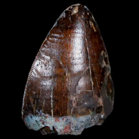 XL 1" Phytosaur Fossil Tooth Triassic Age Archosaur Redonda FM New Mexico COA - Fossil Age Minerals