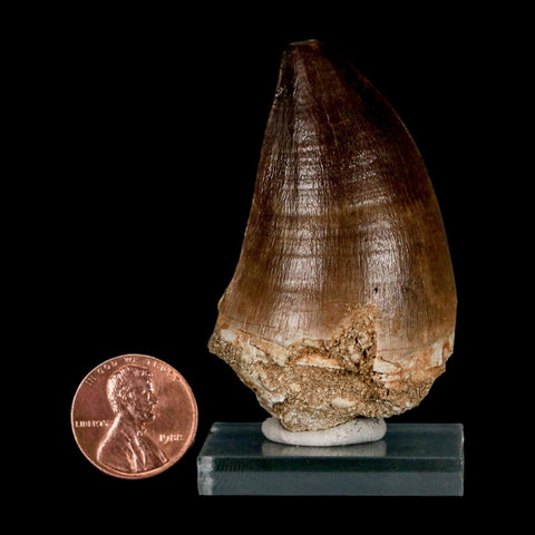 XL 2.3" Mosasaur Prognathodon Fossil Tooth Cretaceous Dinosaur Era COA & Stand