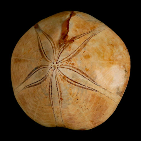 61MM Pygurus Marmonti Sea Urchin Fossil Sand Dollar Jurassic Age Madagascar - Fossil Age Minerals