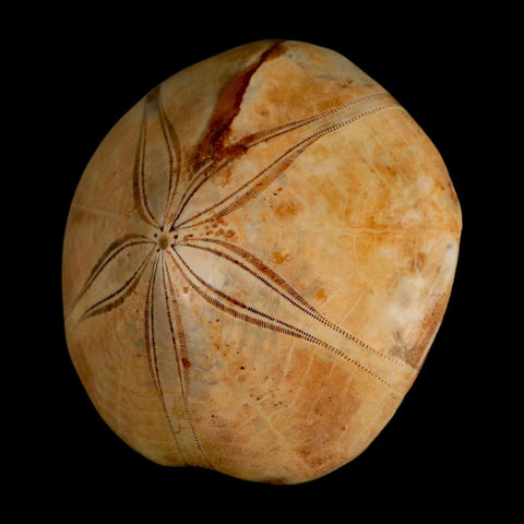 61MM Pygurus Marmonti Sea Urchin Fossil Sand Dollar Jurassic Age Madagascar - Fossil Age Minerals