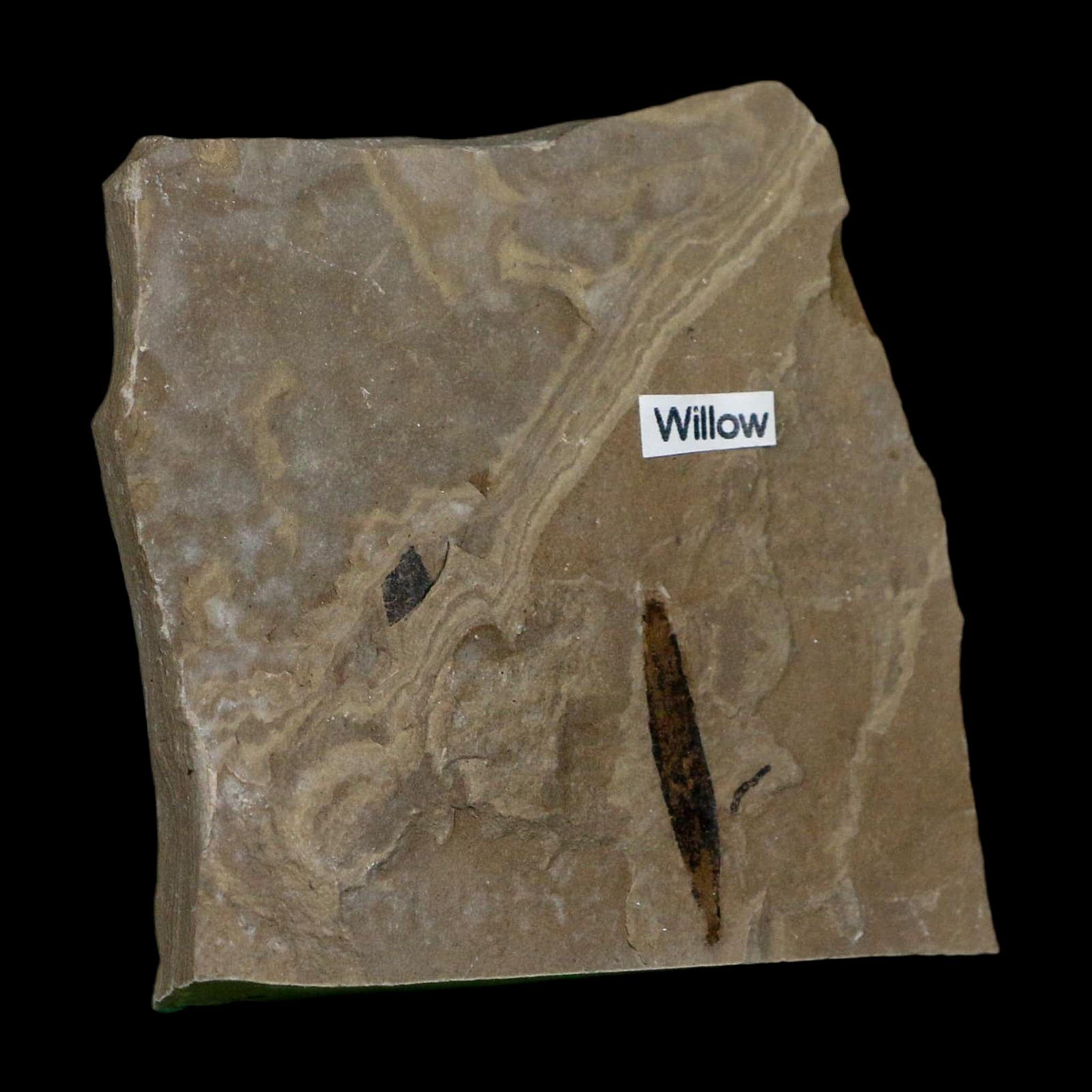1" Detailed Salix Cockerelli Willow Fossil Plant Leaf Green River FM Eocene Age Utah - Fossil Age Minerals
