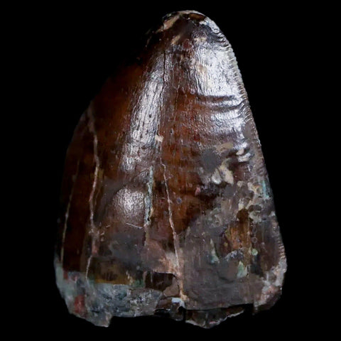 XL 1" Phytosaur Fossil Tooth Triassic Age Archosaur Redonda FM New Mexico COA - Fossil Age Minerals