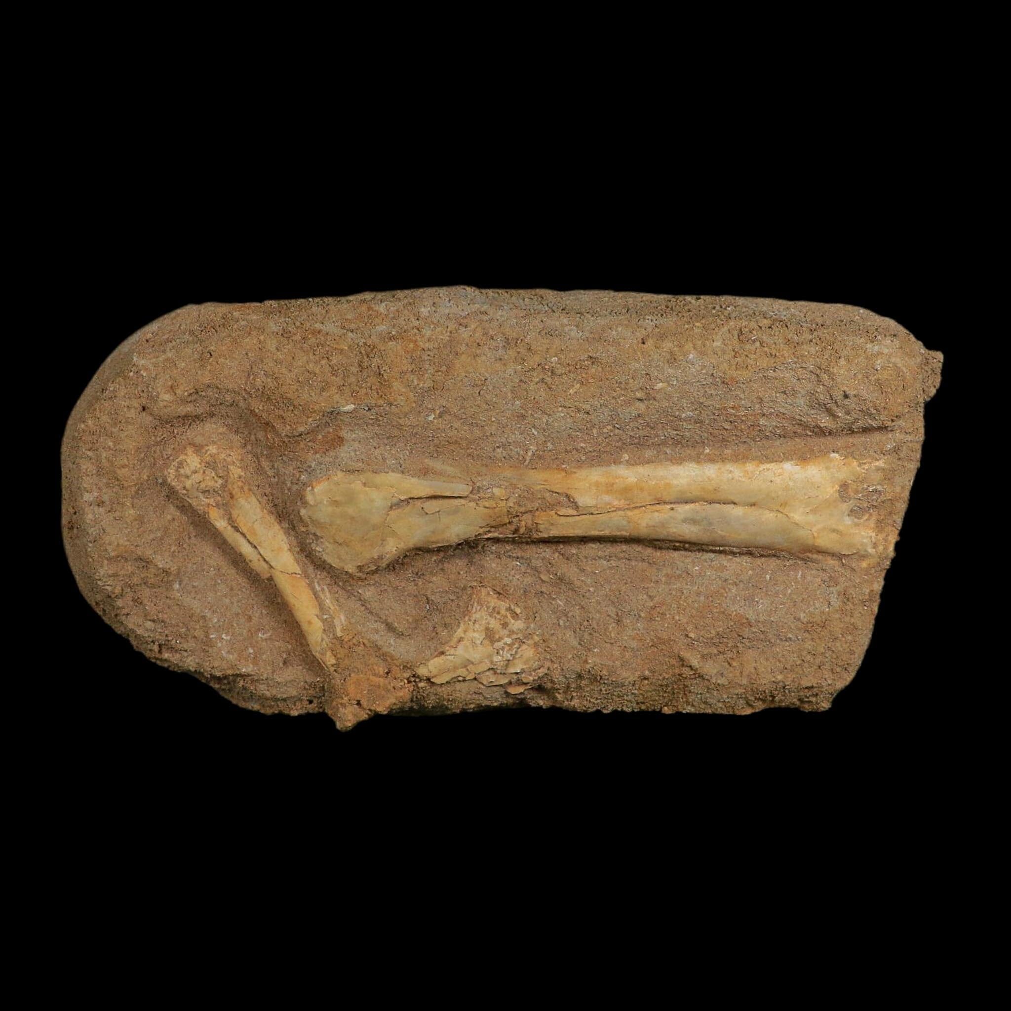 Pterosaur Tethydraco Regalis Fossil Bones Upper Cretaceous Morocco Stand COA