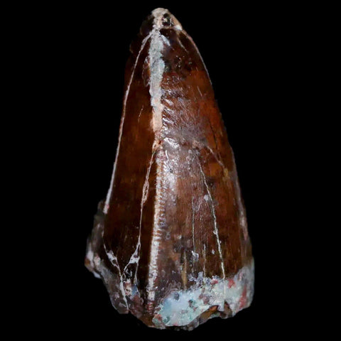 XL 1" Phytosaur Fossil Tooth Triassic Age Archosaur Redonda FM New Mexico COA - Fossil Age Minerals