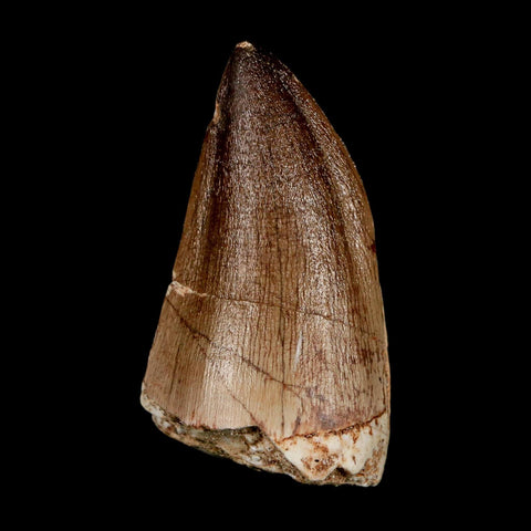 XL 2.3" Mosasaur Prognathodon Fossil Tooth Cretaceous Dinosaur Era COA & Stand