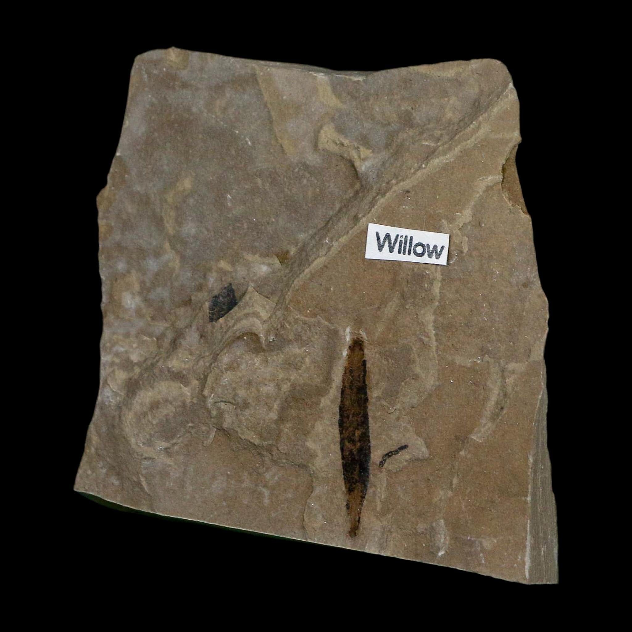 1" Detailed Salix Cockerelli Willow Fossil Plant Leaf Green River FM Eocene Age Utah - Fossil Age Minerals