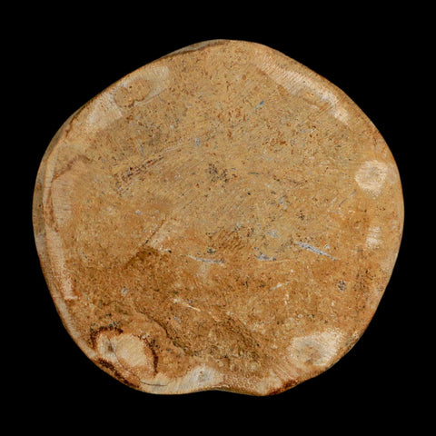 61MM Pygurus Marmonti Sea Urchin Fossil Sand Dollar Jurassic Age Madagascar - Fossil Age Minerals