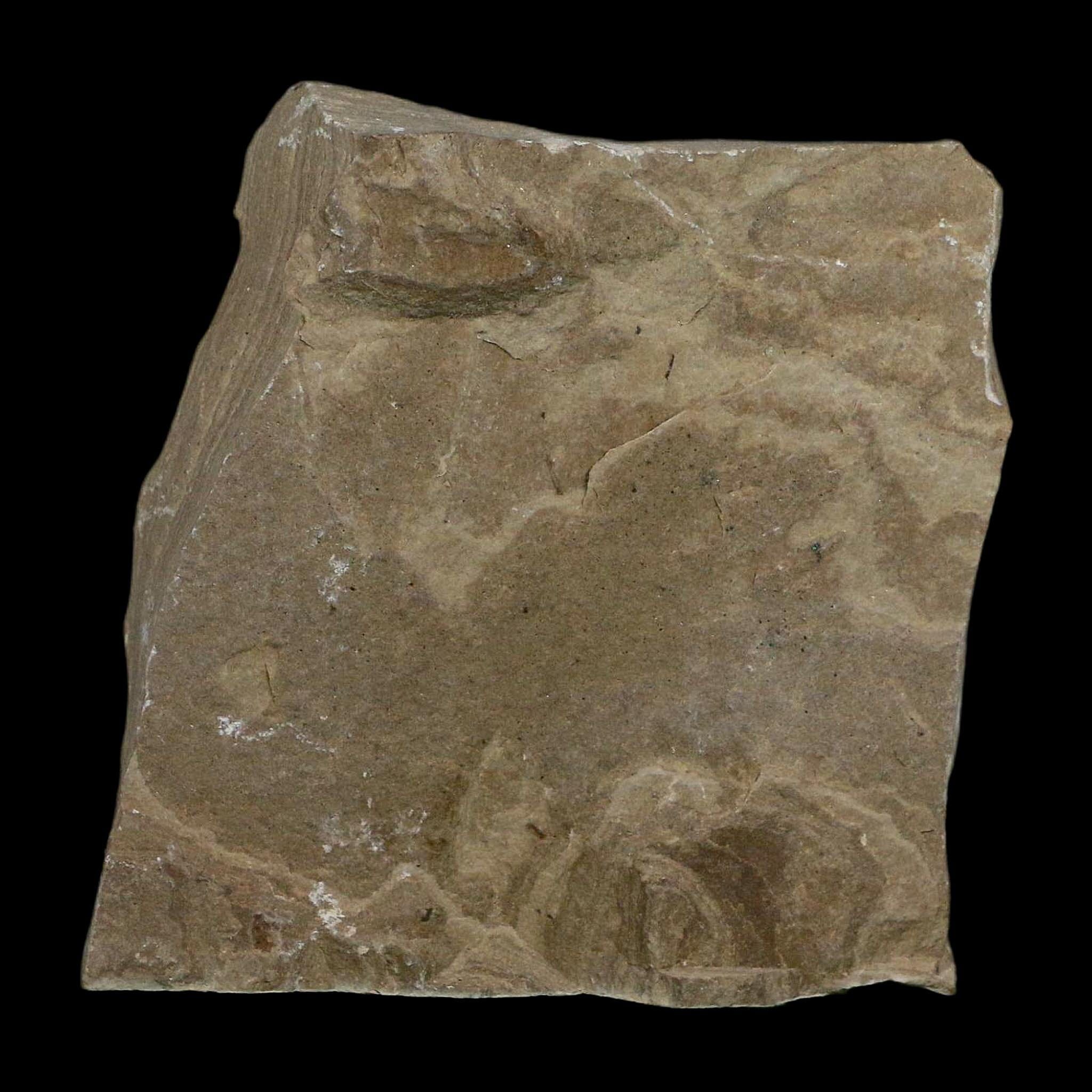 1" Detailed Salix Cockerelli Willow Fossil Plant Leaf Green River FM Eocene Age Utah - Fossil Age Minerals