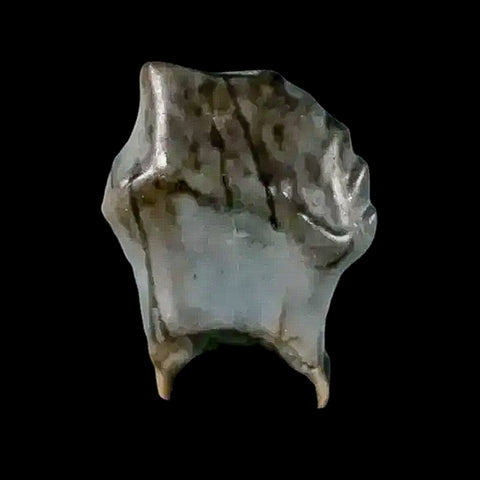 0.3" Ankylosaurus Fossil Tooth Judith River FM Cretaceous Dinosaur MT COA & Display - Fossil Age Minerals