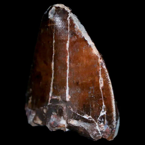 XL 1" Phytosaur Fossil Tooth Triassic Age Archosaur Redonda FM New Mexico COA - Fossil Age Minerals