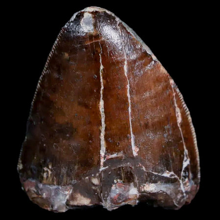 XL 1" Phytosaur Fossil Tooth Triassic Age Archosaur Redonda FM New Mexico COA