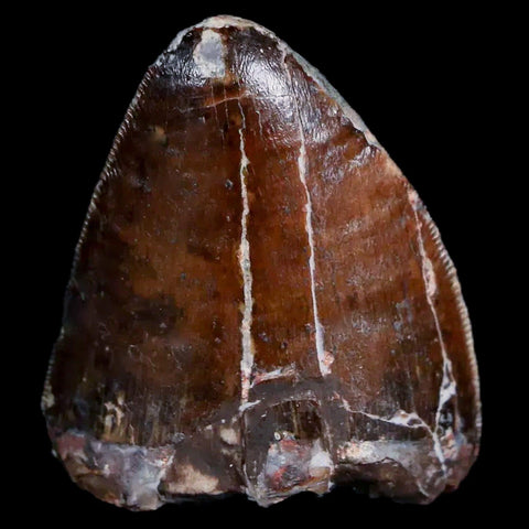 XL 1" Phytosaur Fossil Tooth Triassic Age Archosaur Redonda FM New Mexico COA - Fossil Age Minerals
