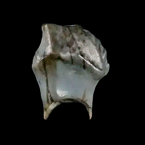 0.3" Ankylosaurus Fossil Tooth Judith River FM Cretaceous Dinosaur MT COA & Display - Fossil Age Minerals