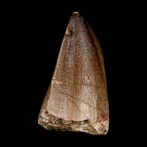 XL 2.3" Mosasaur Prognathodon Fossil Tooth Cretaceous Dinosaur Era COA & Stand