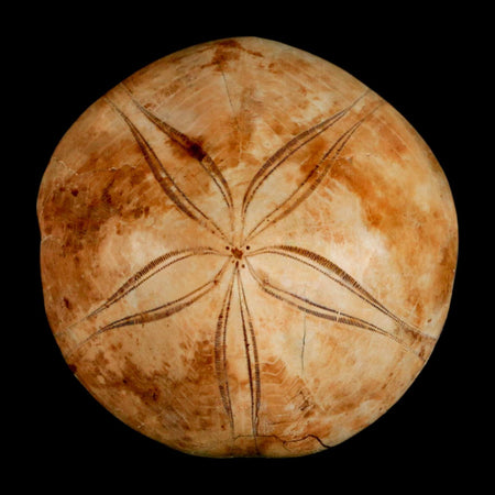 72MM Pygurus Marmonti Sea Urchin Fossil Sand Dollar Jurassic Age Madagascar