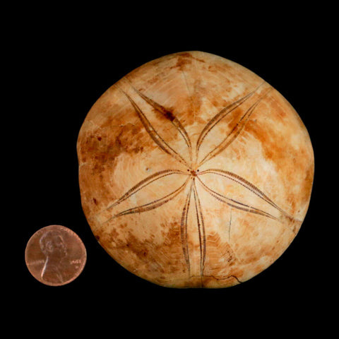 72MM Pygurus Marmonti Sea Urchin Fossil Sand Dollar Jurassic Age Madagascar - Fossil Age Minerals